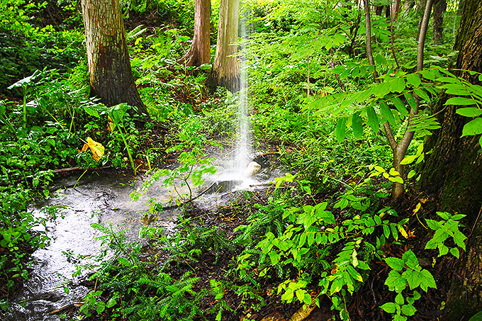 Trieb ―雨為る森―で木の上から舞い落ちる水　地面側